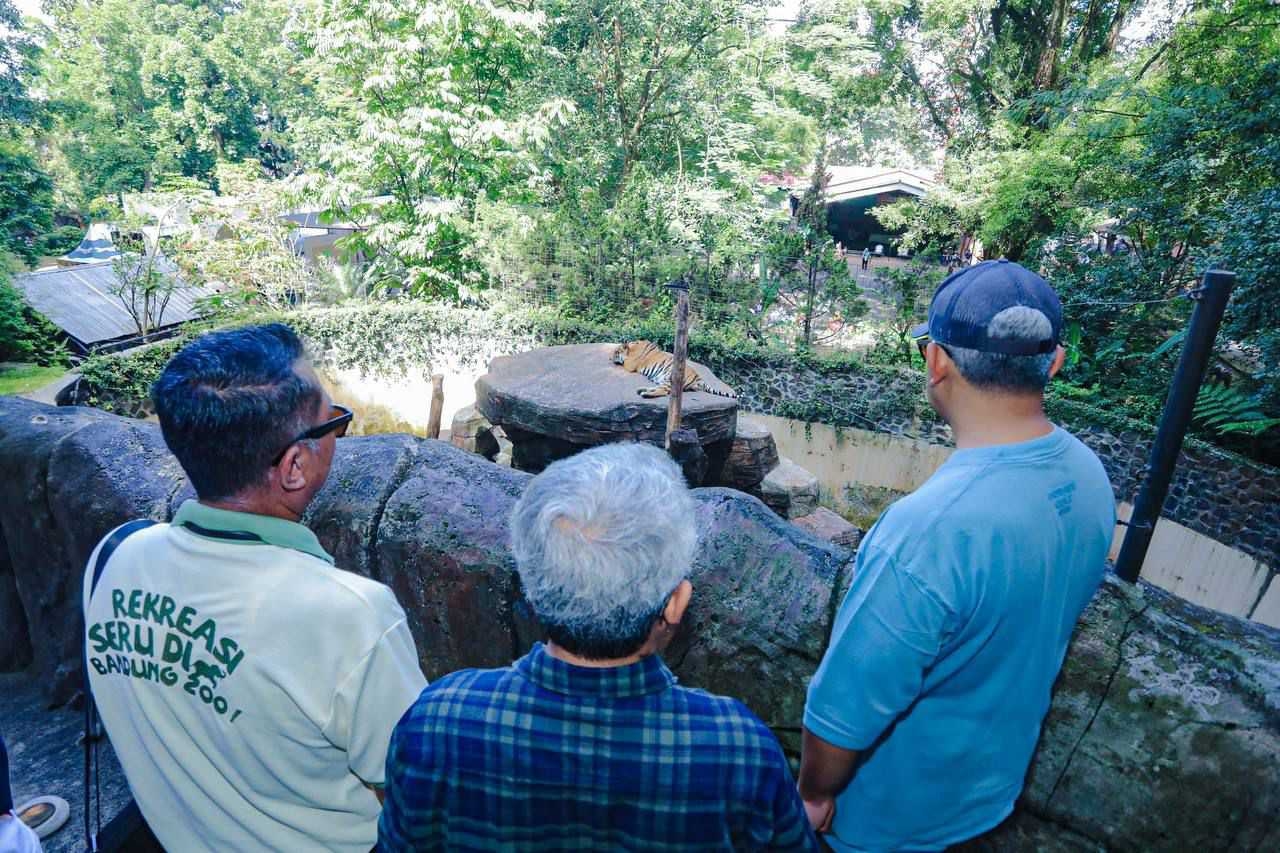 Wali Kota Muhammad Farhan Ungkap Penyebab Kematian Anak Harimau Bandung Akibat Infeksi Virus Ganas