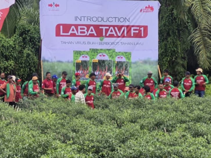 Varietas Cabai Tahan Penyakit Jadi Strategi Hadapi Kemarau Panjang