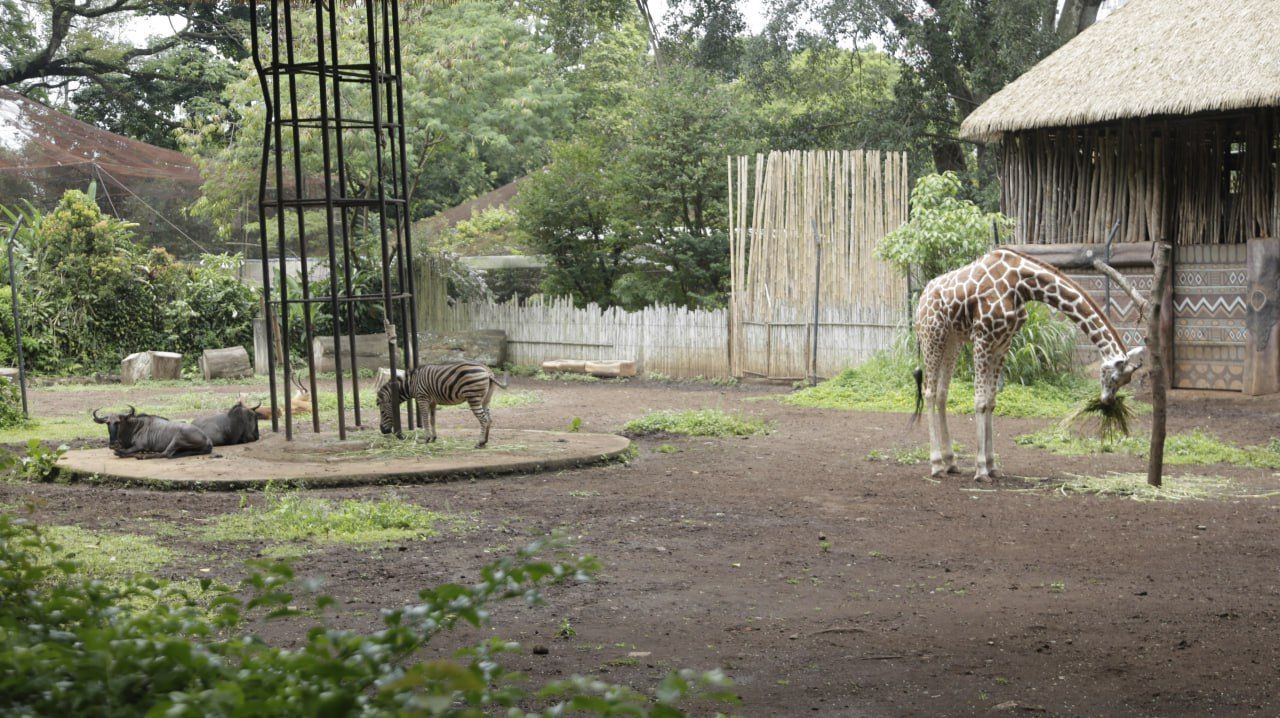 Izin Kementerian Belum Turun, Wali Kota Muhammad Farhan Pastikan Kebun Binatang Bandung Belum Bisa Buka Saat Lebaran 2026