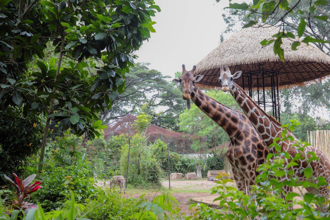 Resmi Diambil Alih Negara, 711 Satwa di Bandung Zoo Berada di Bawah Pengawasan Kementerian Kehutanan